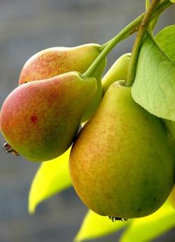 Груша "Лесная красавица".