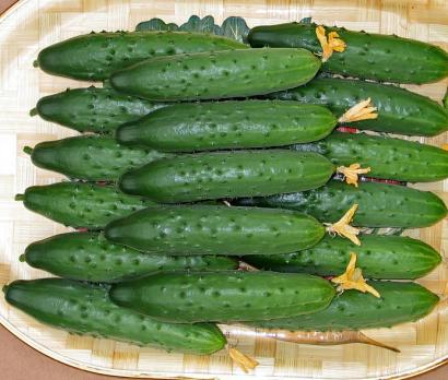 Огурцы Кураж Ставрополь